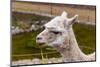 Peruvian Llama. Farm of Llama,Alpaca,Vicuna in Peru,South America. Andean Animal.Llama is South Ame-vitmark-Mounted Photographic Print