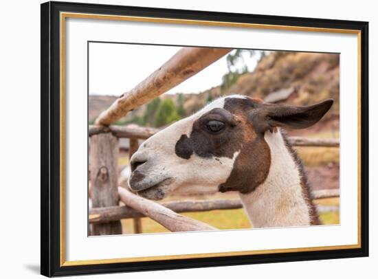 Peruvian Llama. Farm of Llama,Alpaca,Vicuna in Peru,South America. Andean Animal.Llama is South Ame-vitmark-Framed Photographic Print