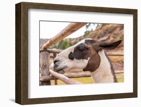 Peruvian Llama. Farm of Llama,Alpaca,Vicuna in Peru,South America. Andean Animal.Llama is South Ame-vitmark-Framed Photographic Print