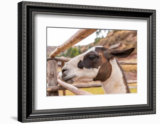 Peruvian Llama. Farm of Llama,Alpaca,Vicuna in Peru,South America. Andean Animal.Llama is South Ame-vitmark-Framed Photographic Print