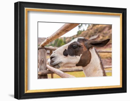 Peruvian Llama. Farm of Llama,Alpaca,Vicuna in Peru,South America. Andean Animal.Llama is South Ame-vitmark-Framed Photographic Print