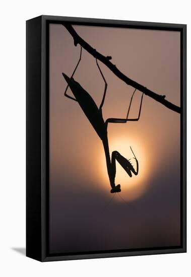Peruvian mantis silhouette with sun behind, captive, occurs in South America-Edwin Giesbers-Framed Premier Image Canvas