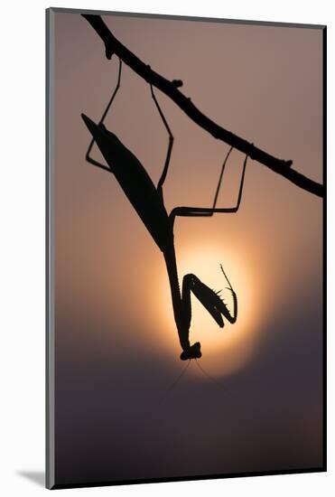 Peruvian mantis silhouette with sun behind, captive, occurs in South America-Edwin Giesbers-Mounted Photographic Print