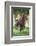 Peruvian Paso Colt with Quarter Horse Broodmare-DLILLC-Framed Photographic Print