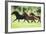 Peruvian Paso Colts Running-DLILLC-Framed Photographic Print