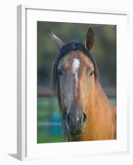 Peruvian Paso Horse-DLILLC-Framed Photographic Print