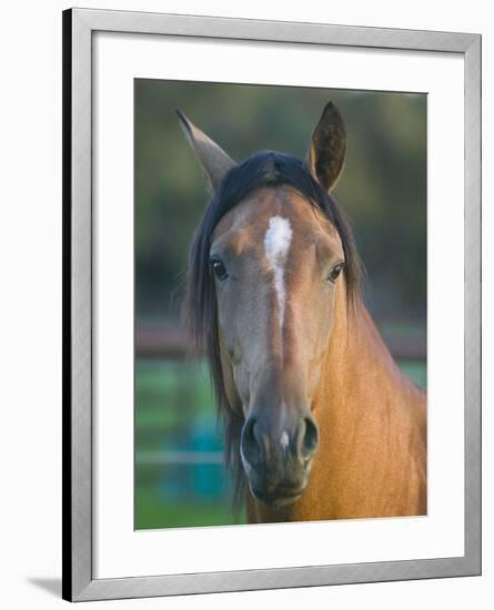 Peruvian Paso Horse-DLILLC-Framed Photographic Print