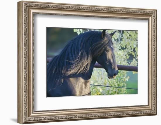 Peruvian Paso Stallion by Fence-DLILLC-Framed Photographic Print