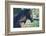 Peruvian Paso Stallion by Fence-DLILLC-Framed Photographic Print