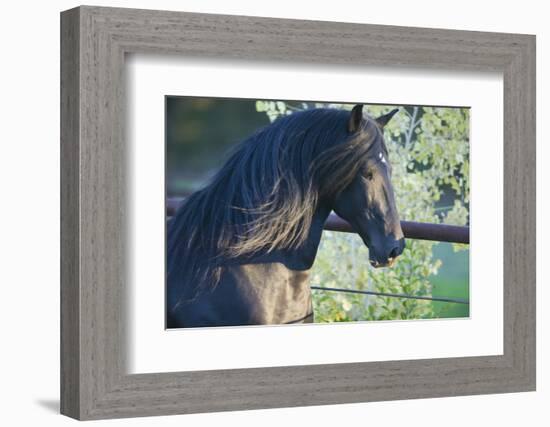 Peruvian Paso Stallion by Fence-DLILLC-Framed Photographic Print