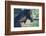 Peruvian Paso Stallion by Fence-DLILLC-Framed Photographic Print