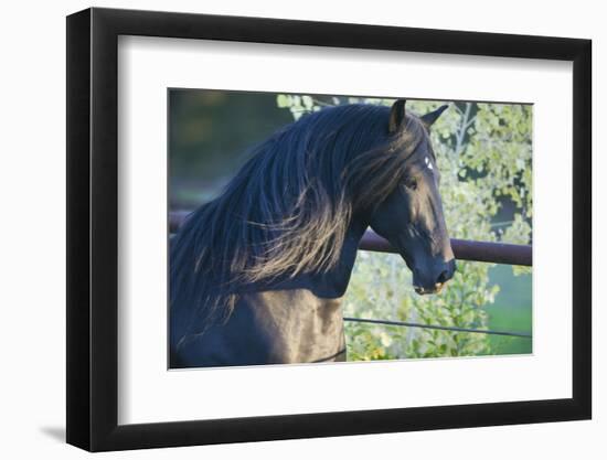 Peruvian Paso Stallion by Fence-DLILLC-Framed Photographic Print