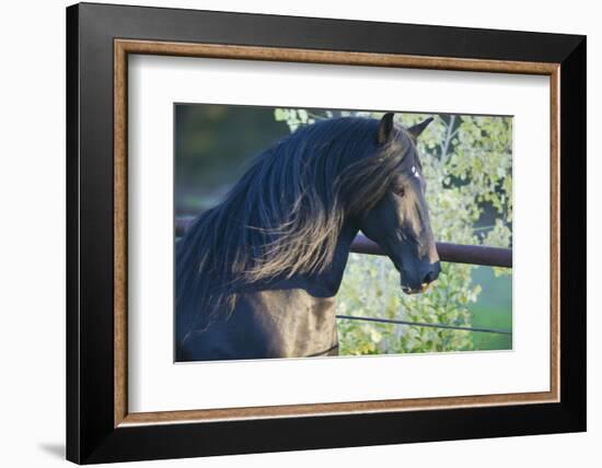 Peruvian Paso Stallion by Fence-DLILLC-Framed Photographic Print