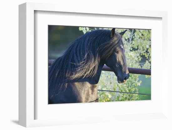 Peruvian Paso Stallion by Fence-DLILLC-Framed Photographic Print