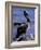 Peruvian Pelican, Coquimbo, Chile-Andres Morya-Framed Photographic Print