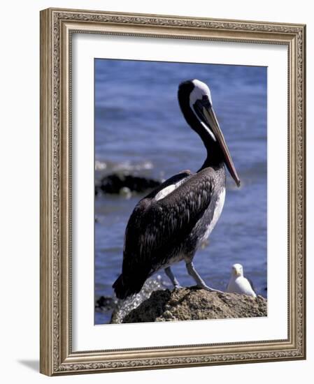 Peruvian Pelican, Coquimbo, Chile-Andres Morya-Framed Photographic Print