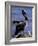 Peruvian Pelican, Coquimbo, Chile-Andres Morya-Framed Photographic Print