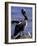 Peruvian Pelican, Coquimbo, Chile-Andres Morya-Framed Photographic Print