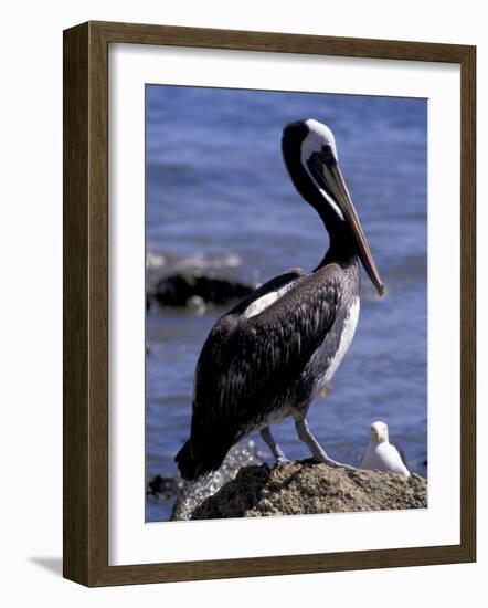 Peruvian Pelican, Coquimbo, Chile-Andres Morya-Framed Photographic Print