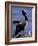 Peruvian Pelican, Coquimbo, Chile-Andres Morya-Framed Photographic Print