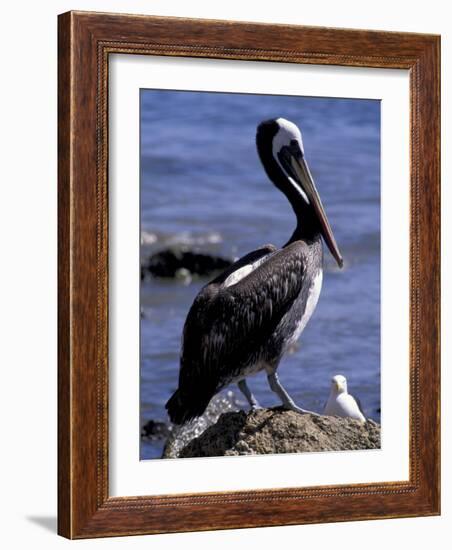 Peruvian Pelican, Coquimbo, Chile-Andres Morya-Framed Photographic Print