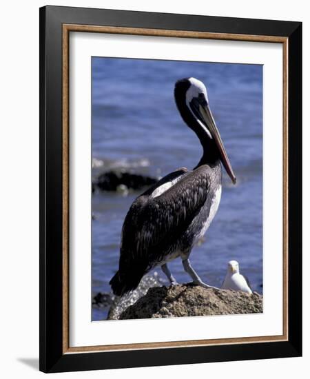 Peruvian Pelican, Coquimbo, Chile-Andres Morya-Framed Photographic Print