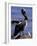 Peruvian Pelican, Coquimbo, Chile-Andres Morya-Framed Photographic Print