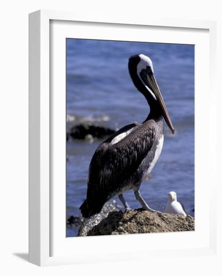 Peruvian Pelican, Coquimbo, Chile-Andres Morya-Framed Photographic Print