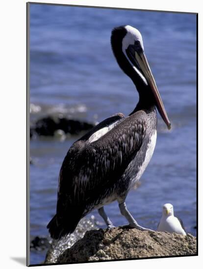 Peruvian Pelican, Coquimbo, Chile-Andres Morya-Mounted Photographic Print