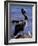 Peruvian Pelican, Coquimbo, Chile-Andres Morya-Framed Photographic Print