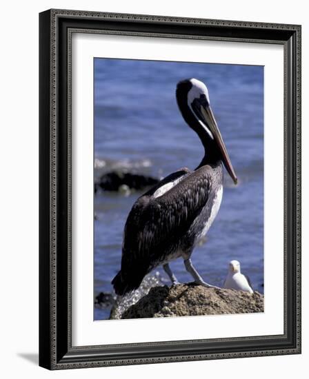 Peruvian Pelican, Coquimbo, Chile-Andres Morya-Framed Photographic Print