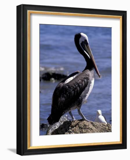 Peruvian Pelican, Coquimbo, Chile-Andres Morya-Framed Photographic Print