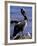 Peruvian Pelican, Coquimbo, Chile-Andres Morya-Framed Photographic Print