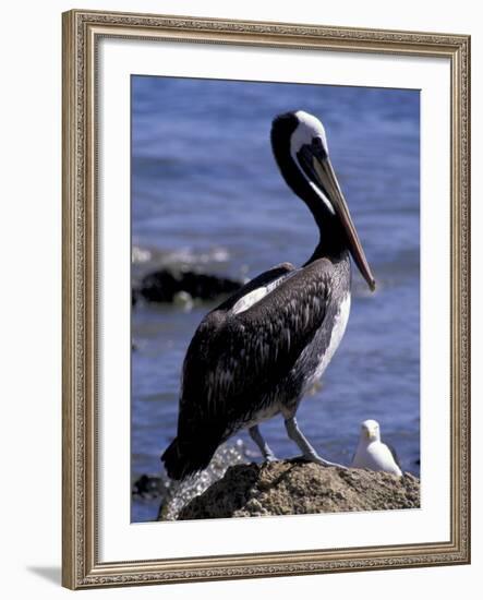 Peruvian Pelican, Coquimbo, Chile-Andres Morya-Framed Photographic Print