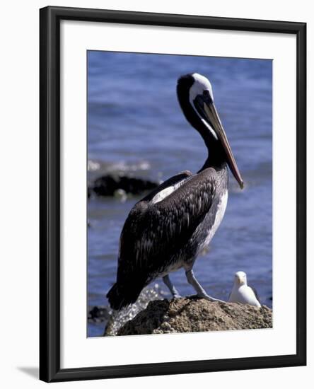 Peruvian Pelican, Coquimbo, Chile-Andres Morya-Framed Photographic Print