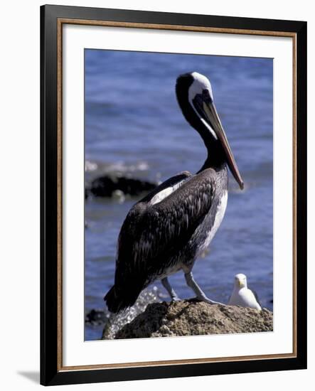 Peruvian Pelican, Coquimbo, Chile-Andres Morya-Framed Photographic Print