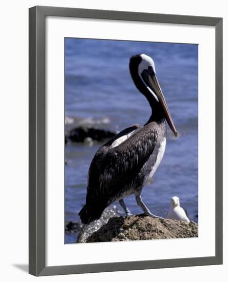 Peruvian Pelican, Coquimbo, Chile-Andres Morya-Framed Photographic Print