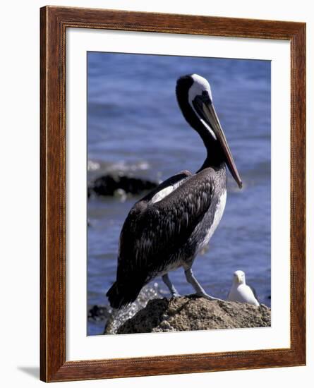 Peruvian Pelican, Coquimbo, Chile-Andres Morya-Framed Photographic Print