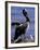 Peruvian Pelican, Coquimbo, Chile-Andres Morya-Framed Photographic Print