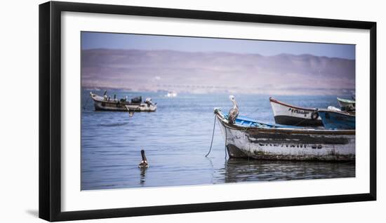 Peruvian Pelican (Pelecanus Thagus), Paracas, Ica, Peru, South America-Matthew Williams-Ellis-Framed Photographic Print