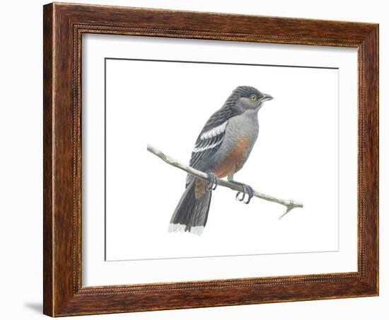 Peruvian Plantcutter (Phytotoma Raimondii), Birds-Encyclopaedia Britannica-Framed Art Print