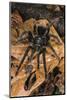 Peruvian Tarantula and Humming Frog, Amazonia, Peru-Emanuele Biggi-Mounted Photographic Print