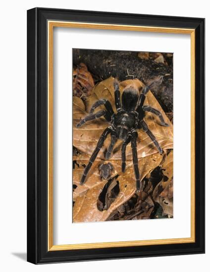 Peruvian Tarantula and Humming Frog, Amazonia, Peru-Emanuele Biggi-Framed Photographic Print