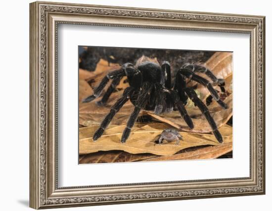 Peruvian Tarantula and Humming Frog, Amazonia, Peru-Emanuele Biggi-Framed Photographic Print