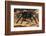 Peruvian Tarantula and Humming Frog, Amazonia, Peru-Emanuele Biggi-Framed Photographic Print