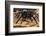 Peruvian Tarantula and Humming Frog, Amazonia, Peru-Emanuele Biggi-Framed Photographic Print