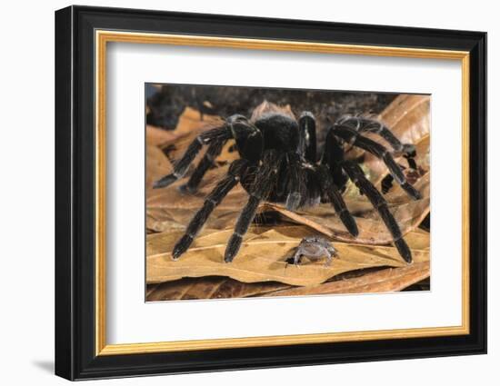 Peruvian Tarantula and Humming Frog, Amazonia, Peru-Emanuele Biggi-Framed Photographic Print