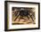 Peruvian Tarantula and Humming Frog, Amazonia, Peru-Emanuele Biggi-Framed Photographic Print