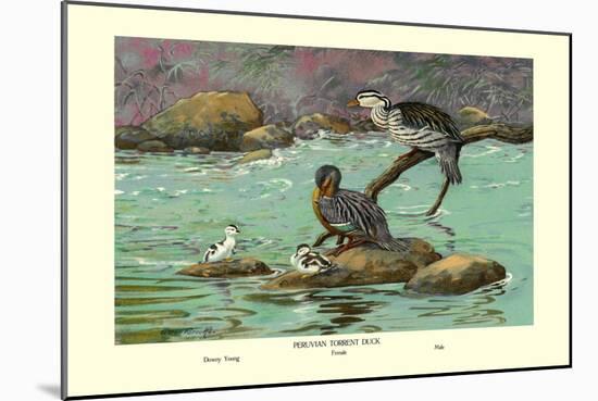 Peruvian Torrent Duck-Allan Brooks-Mounted Art Print