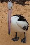 Pelican in Monkey Mia, Australia-pespiero-Photographic Print